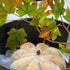 Pan de calabaza en horno holandés